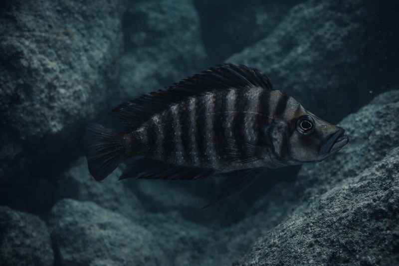 Altolamprologus compressiceps 'Tembwe (Deux)'